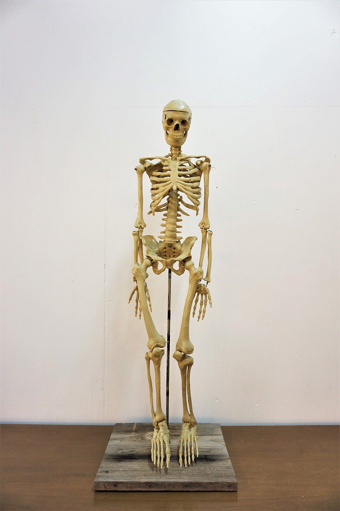 骨格模型