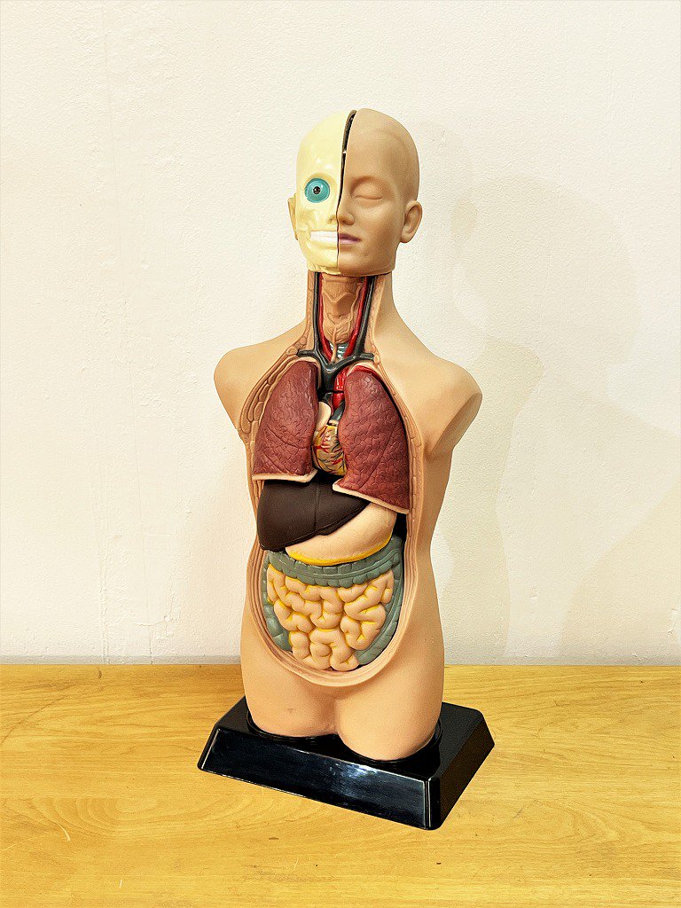 人体模型 解剖 模型 標本 医療 理科 小学校レトロ アンティーク 当時物 