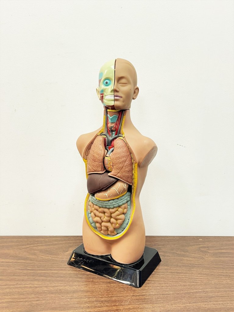 人体模型 解剖 模型 標本 医療 理科 小学校レトロ アンティーク 当時物 