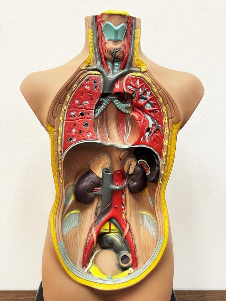 ヴィンテージ 内田洋行 京都科学 人体模型 解剖 内臟 学校教材 理科 