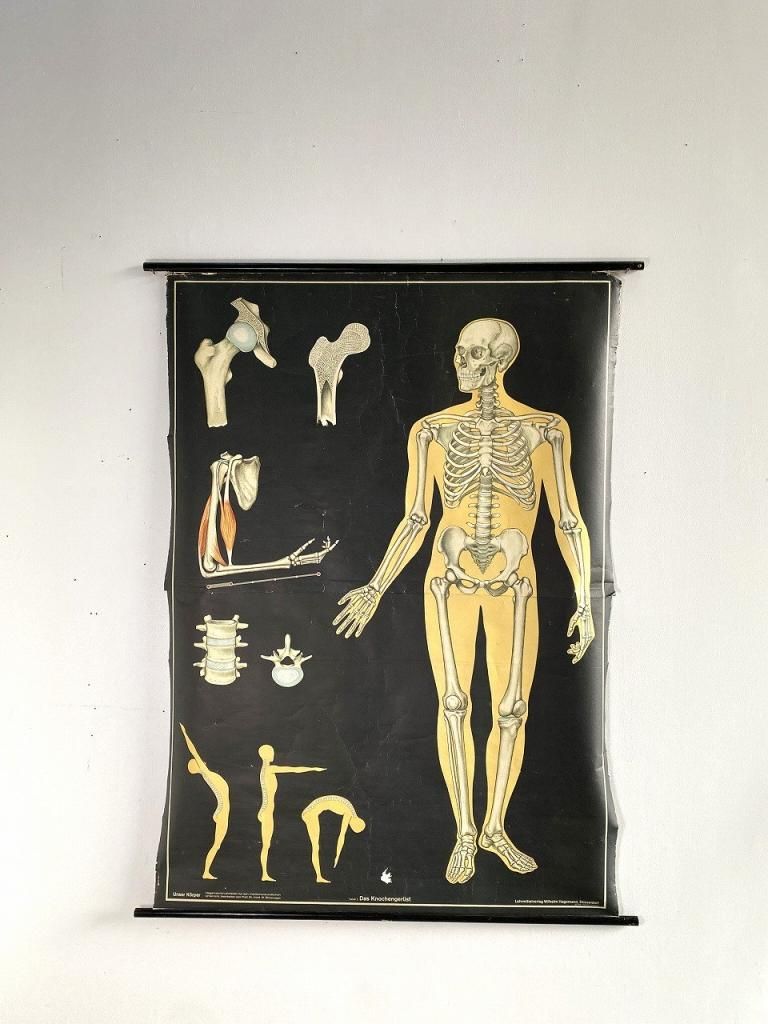 1965's Hagemann社製 ヴィンテージ アナトミカルチャート