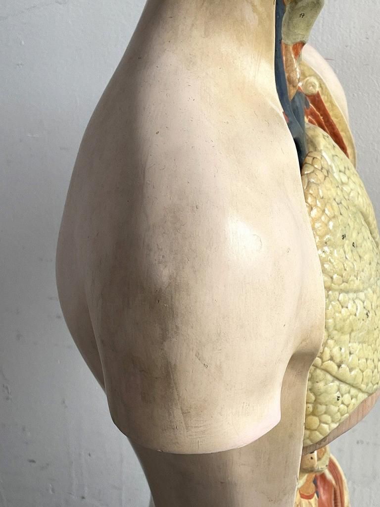 ヴィンテージ メディカルモデルパネル / 人体模型 ヴィンテージ メディカルモデルパネル / 人体模型