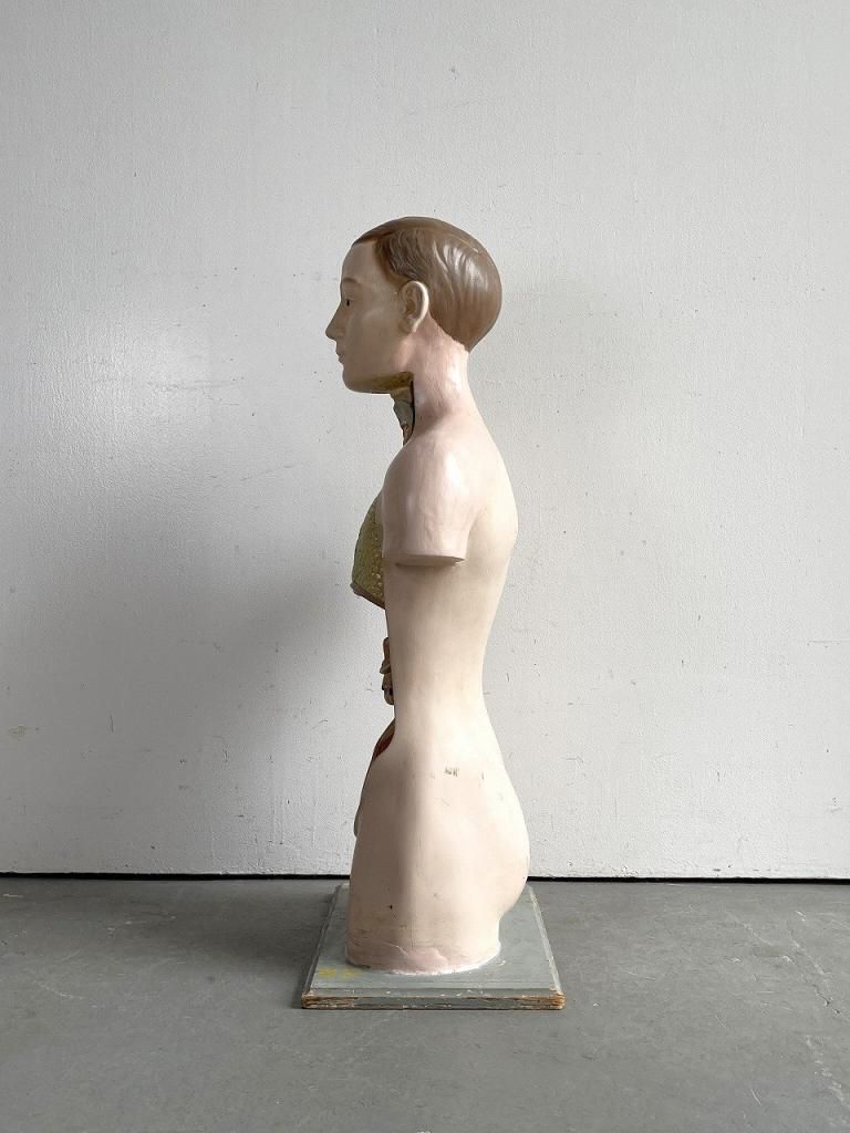 ヴィンテージ メディカルモデルパネル / 人体模型