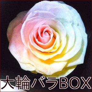花材　プリザーブドフラワー　薔薇❀大輪　☆訳あり特価セット☆