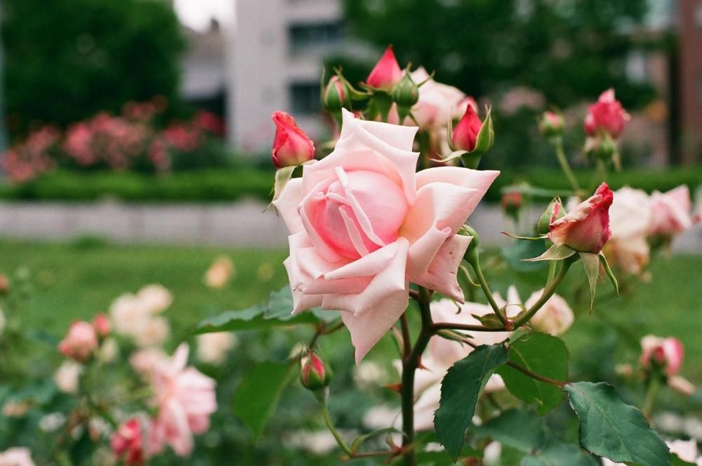 FUJICOLOR 100 36枚撮 4本 富士フイルム(FUJIFILM) フジカラー FUJICOLOR 100 36枚撮り