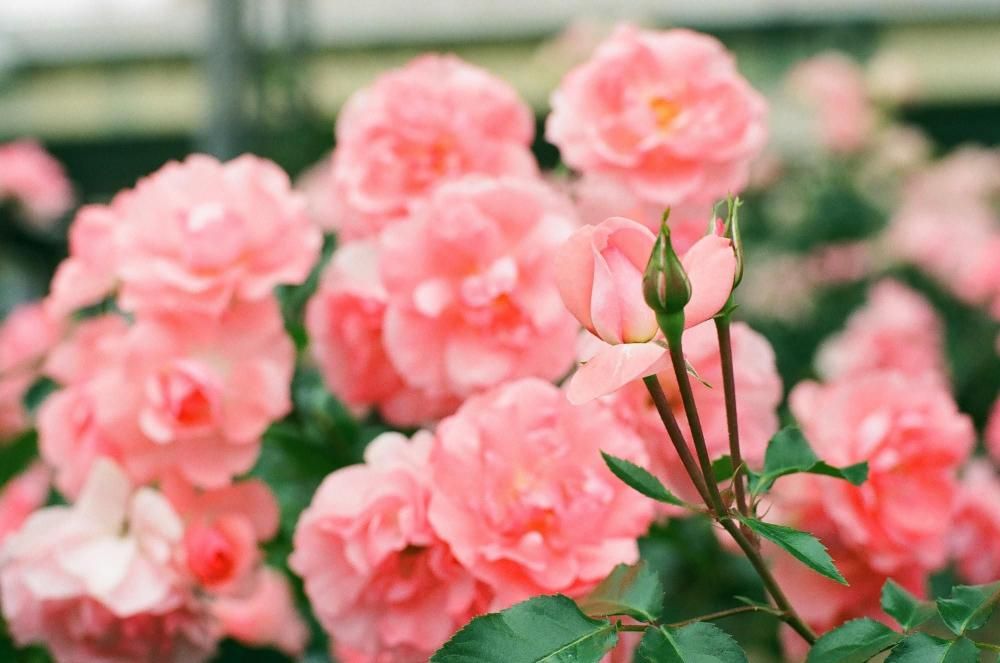 FUJICOLOR 100 36枚撮 4本 FUJICOLOR 100 36枚撮 4本