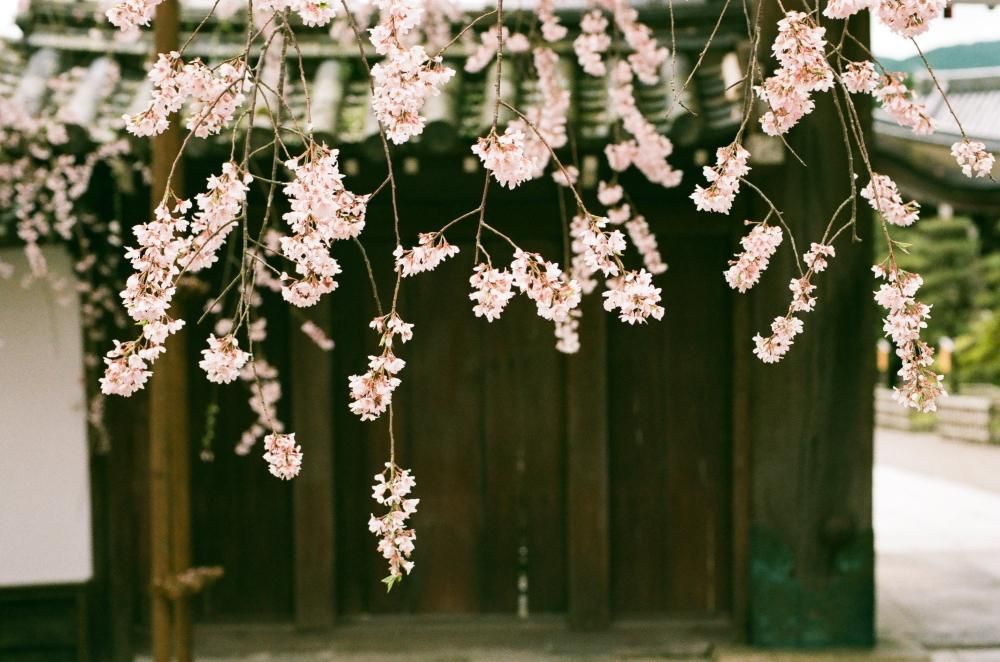FUJICOLOR 100 36枚撮 4本 フジカラー FUJICOLOR 100 135-36枚撮り