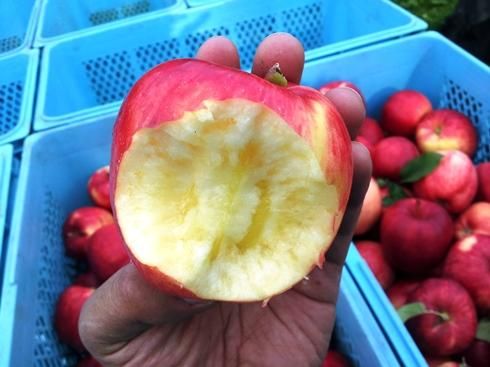 ひめかみりんごページ 楽天市場】【予約販売】 ひめかみ 5kg 特選 北海道 余市産 9〜12