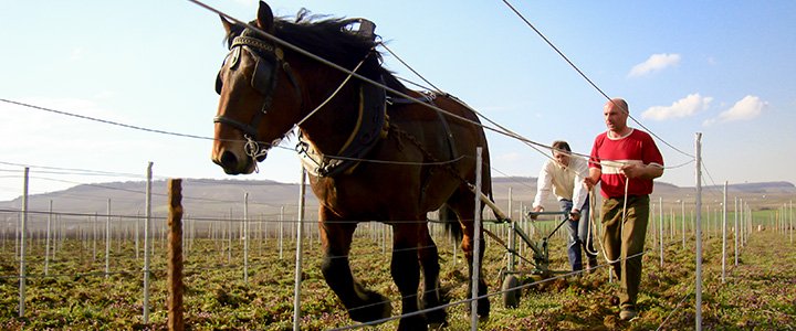 馬を使った畑の耕作