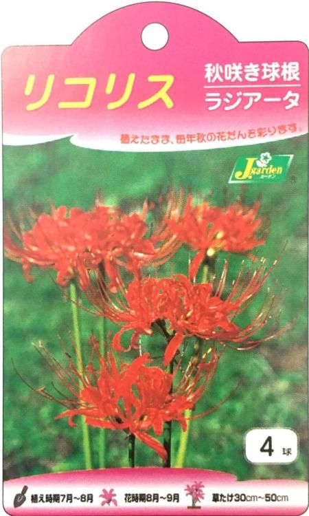 リコリスラジアータ 赤 球根種 小袋 株式会社米三 コメサン 種苗 園芸資材 花 長岡野菜 お取り寄せショップ 新潟県長岡市