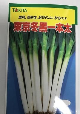 福岡県産ネギ苗 品種(冬彦)2000本限定