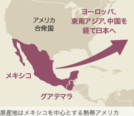 原産地はメキシコを中心とする熱帯アメリカ