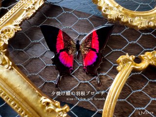 蝶々アクセサリー - Ukatz Design (ユーカッツデザイン) - 個性と魅力を引き立てる天体アクセサリーWEB SHOP