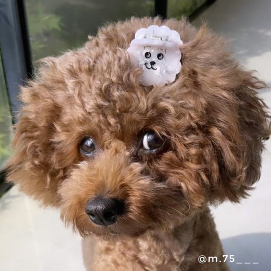 Coucou Suzette ククシュゼット Bichon Mini Hair Claw ふわふわ犬