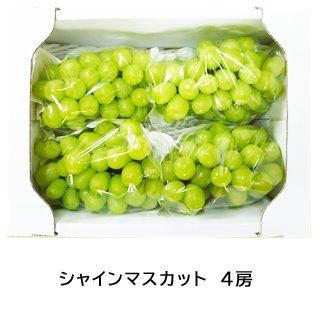 シャインマスカット 4房入