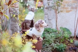 犬服　ハンドメイド　人気のくすみカラー♪ ワッフルニットのパーカータンクトップ 犬服 ハンドメイド 人気のくすみカラー♪ ワッフルニットの