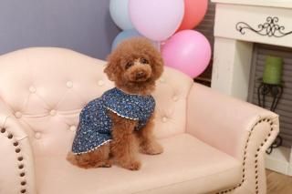 リバティ 犬のワンピース 楽天市場】リバティ ワンピース（ペット・ペットグッズ）の通販