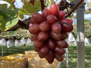 <Ͻλ>󥻥֥ڽ2˼ǻŤ餴Ȥ֤ɤ8ܡ䤢꤬Ȥޤ