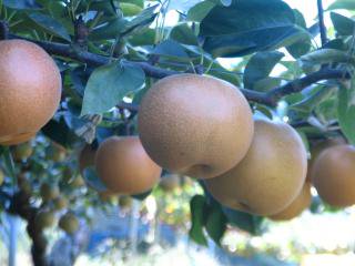 <収穫中>あきづき箱入2kg秋の訪れを梨の味覚で 300〜500g 9月中旬収穫予定！