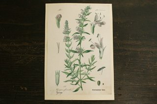 チェコの植物図鑑の1ページ 517