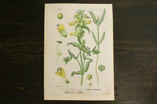 チェコの植物図鑑の1ページ 505
