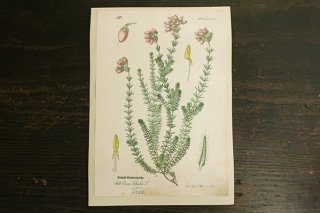 チェコの植物図鑑の1ページ 465