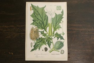 チェコの植物図鑑の1ページ 492