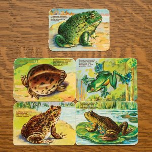 カエルのカード 5枚セット／ドイツ