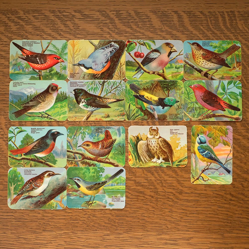 鳥のカード 14枚セット／ドイツ チャルカお買いものサイト／CHARKHA shopping site