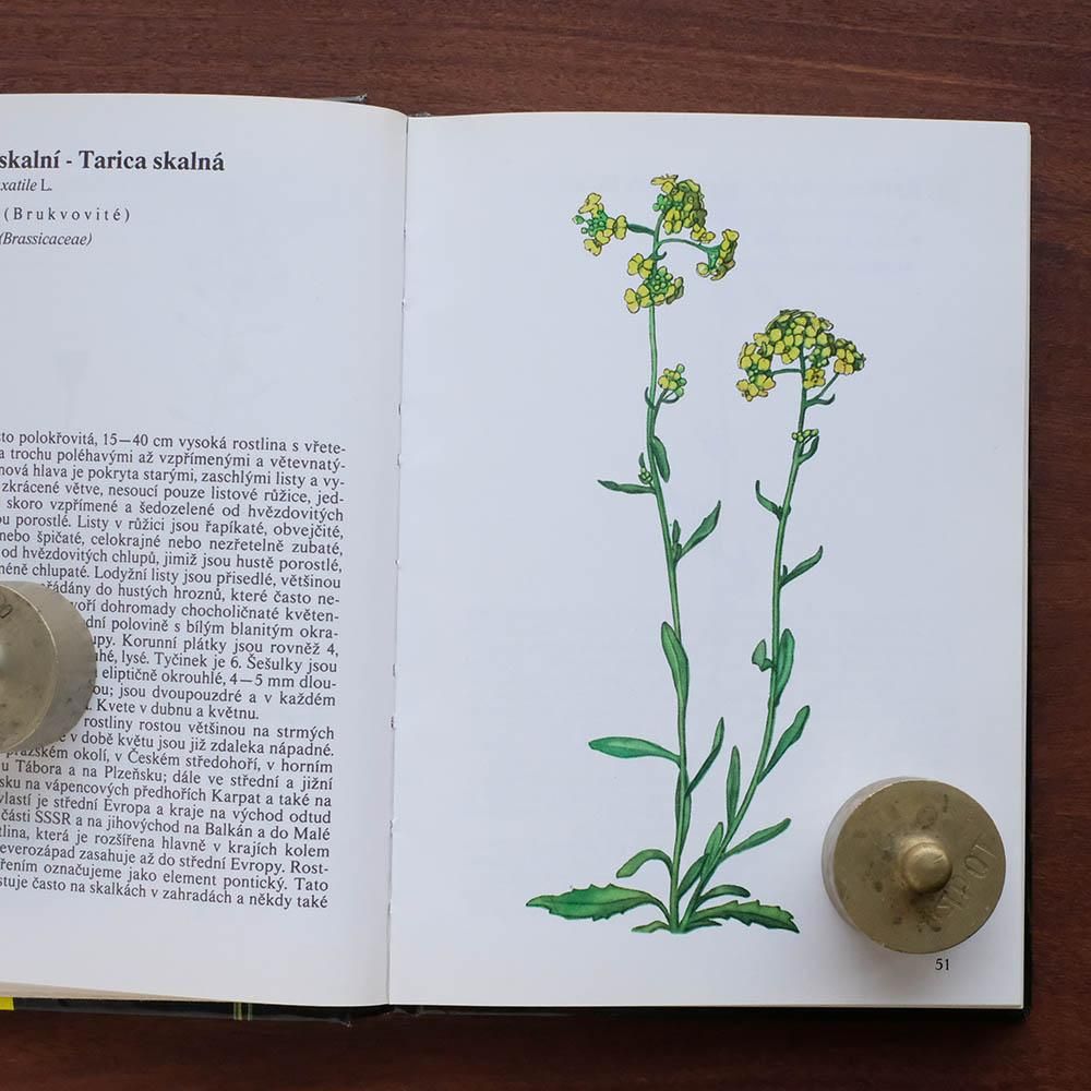 Atlas rostlin 植物図鑑 Atlas rostlin 植物図鑑 チェコ 植物図鑑 ボタニカルアート 植物