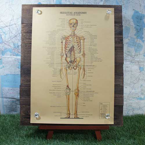 【ポスター】Skeletal Anatomy／全身骨格図　Anterior View - -輸入ブリキ看板専門店-　RYUKYU SHOWCASE