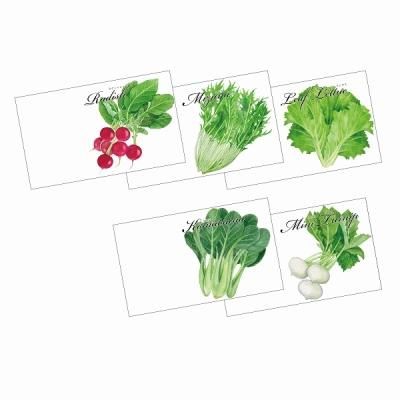 花の種など植物関連商品 ノベルティ Ca ノベルティグッズ 販促品の ノベルティ倉庫 花の種など植物関連商品 ノベルティ Ca ノベルティグッズ 販促品の ノベルティ倉庫