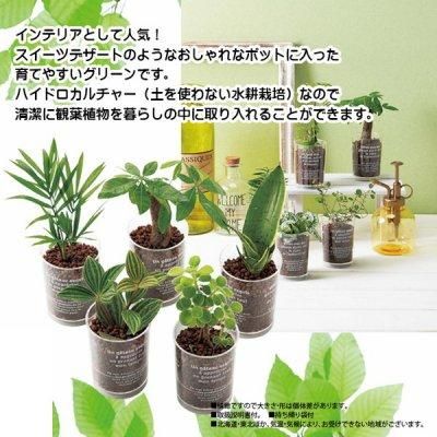 ノベルティ 販促品 粗品 景品用としてオススメなデザートカップ観葉植物 1個です ノベルティ 販促品 粗品 景品用としてオススメなデザートカップ観葉植物 1個です