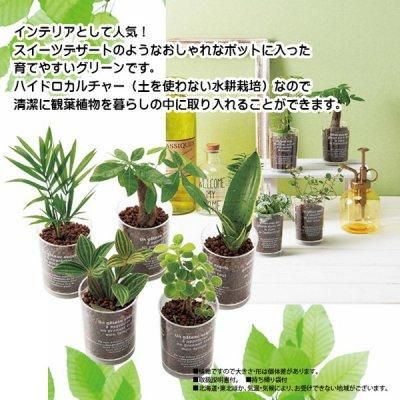 ノベルティ 販促品 粗品 景品用としてオススメなデザートカップ観葉植物 １個です