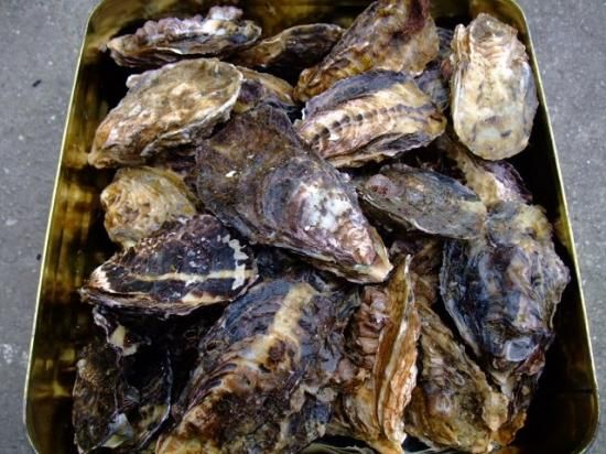 岡山 牛窓産 特選殻付き牡蠣 一斗缶 加熱用 岡山の牡蠣 Com 一斗缶 業務用 殻付き牡蠣 むき身 生食 岡山県 産地直送 岡山 牛窓産 特選殻付き牡蠣 一斗缶 加熱用 岡山の牡蠣 Com 一斗缶 業務用 殻付き牡蠣 むき身 生食 岡山県 産地直送