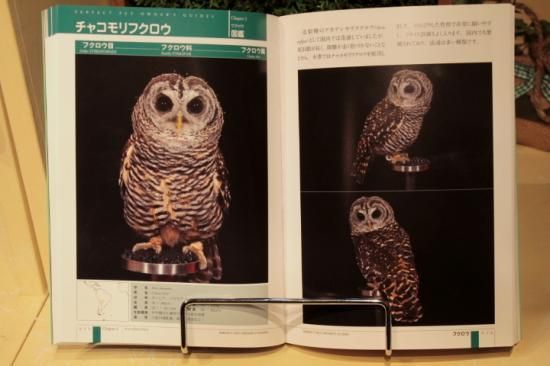 フクロウ完全飼育 PERFECT PET OWNER'S GUIDE - 鳥のいるカフェ ONLINE