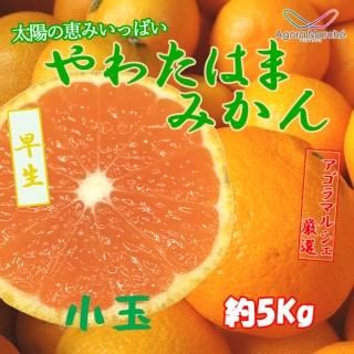 ھ̡ۥޥ륷ľȬȨͻߤ󣵣