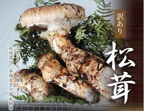 岩手県産松茸330㌘ - 野菜