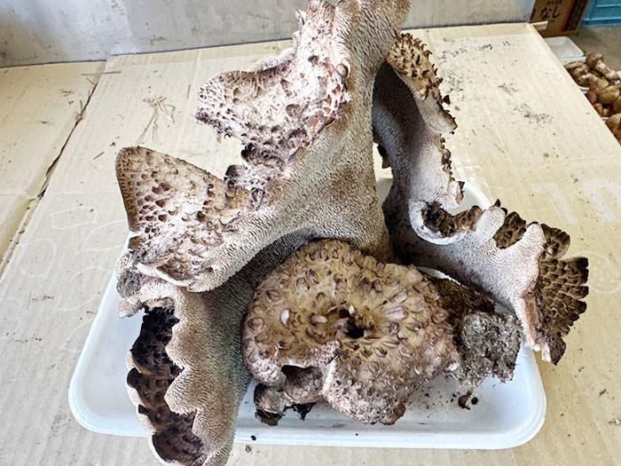 限定2点】岩手県産天然香茸（約600g）現物発送！期日指定不可 - うまさ