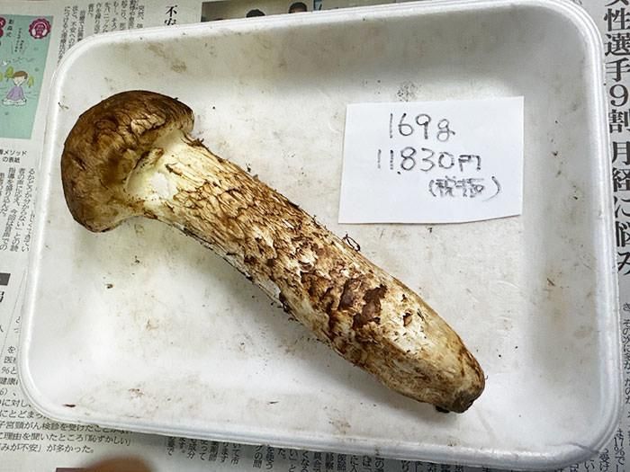 国産 岩手三陸 松茸