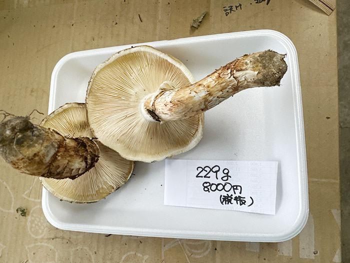 国産 岩手三陸 松茸