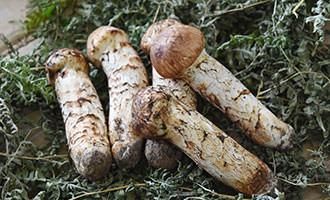 送料無料】【良】国産松茸 岩手県産 松茸 つぼみ 300g | 岩手県 北三陸