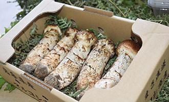 岩手県産松茸　良品 良品＞おまかせ松茸 | 国産松茸通販の松茸堂｜朝採れの天然松茸を全国
