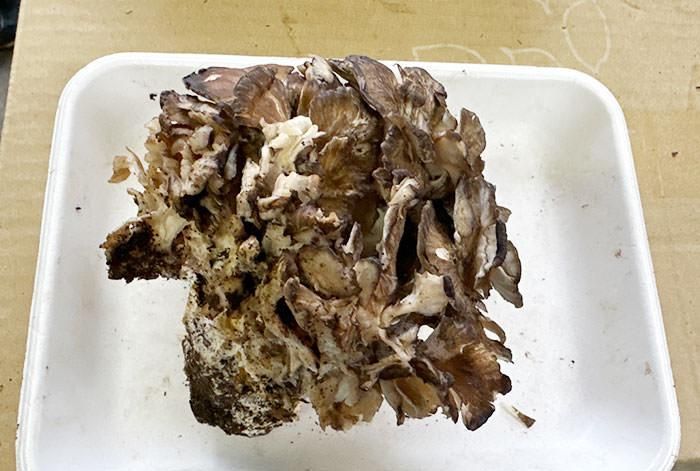 国産 岩手県 舞茸