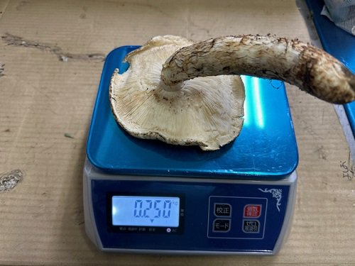 現品限り】国産 岩手産松茸（約87g）現物発送！期日指定不可 写真の松茸を送ります。多少乾燥しますので目方は減ります | 岩手県 北三陸 マルコシ商店