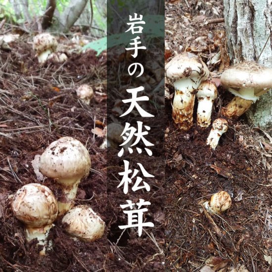 現品限り】国産 岩手産松茸（約87g）現物発送！期日指定不可 写真の松茸を送ります。多少乾燥しますので目方は減ります | 岩手県 北三陸 マルコシ商店