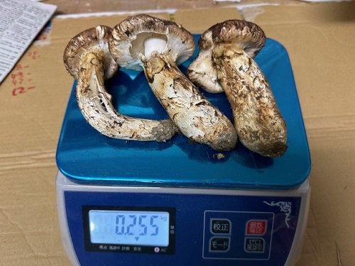 現品限り】国産 岩手産松茸 キズあり（約248g）現物発送！期日指定不可 写真の松茸を送ります。多少乾燥しますので目方は減ります | 岩手県 北三陸  マルコシ商店