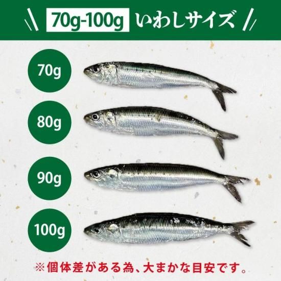送料無料 岩手三陸産 冷凍 とろける極鮮イワシ 8kg（1匹あたり70g