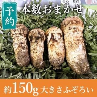 国産松茸 岩手県三陸から産地直送の新鮮な松茸
