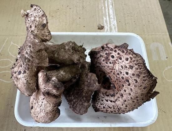 限定5点】岩手県産天然香茸（300g前後）現物発送！期日指定不可